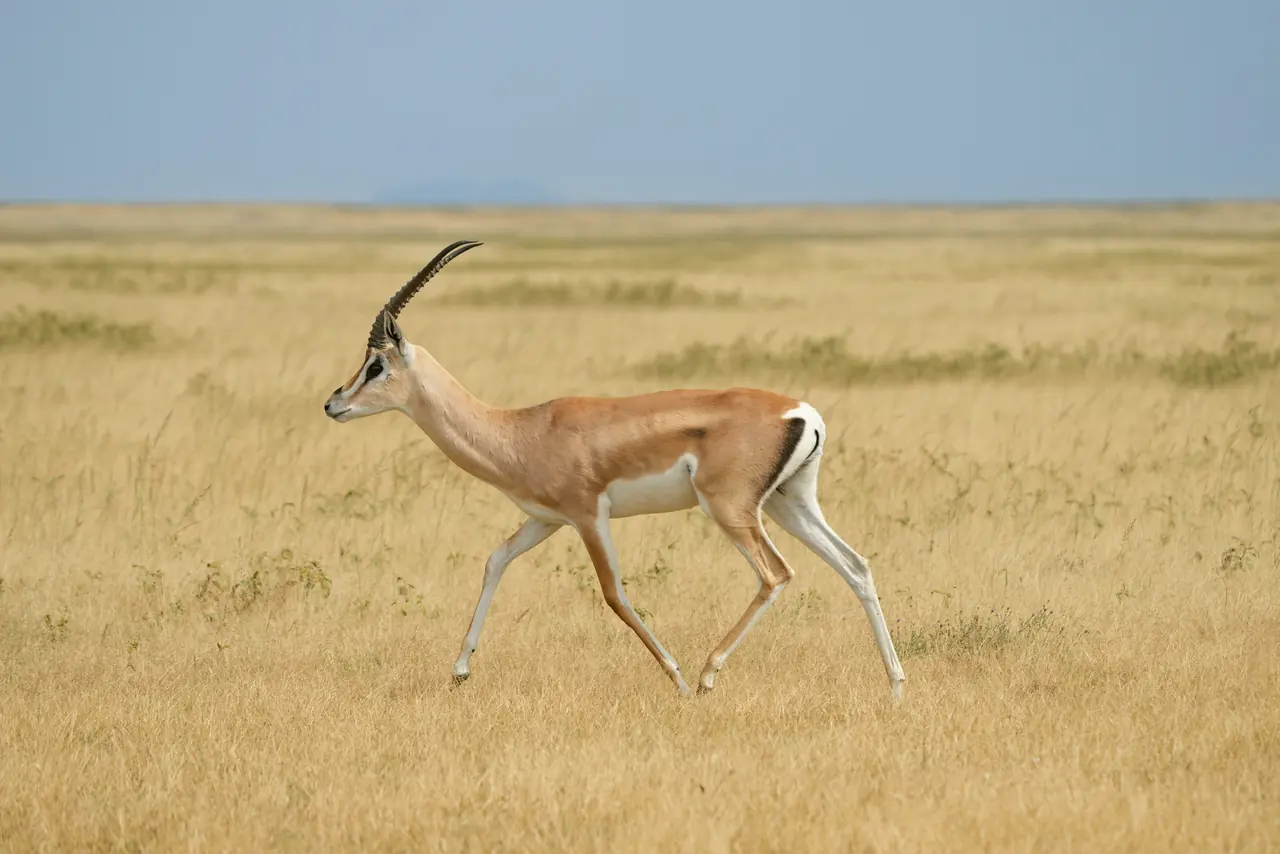 A Grant's gazelle on the Serengeti plains