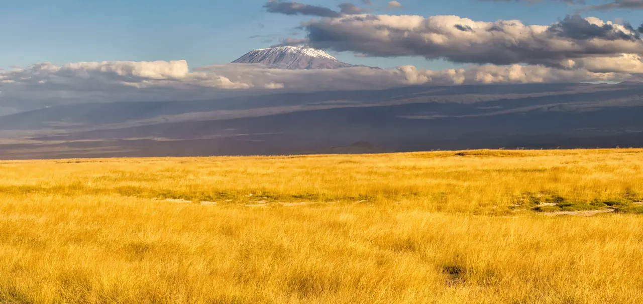 Kilimanjaro rising above golden grassland
