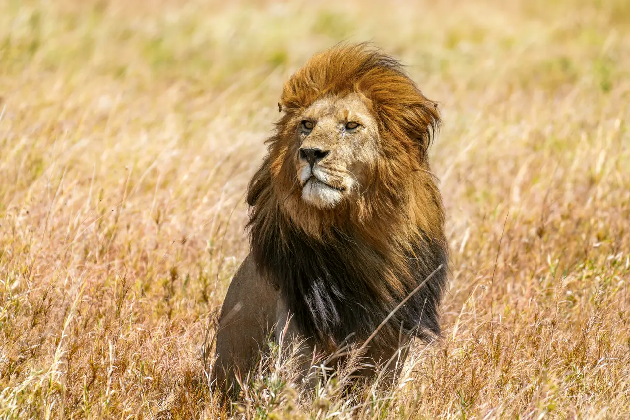 A male lion resting in golden grass in the Serengeti