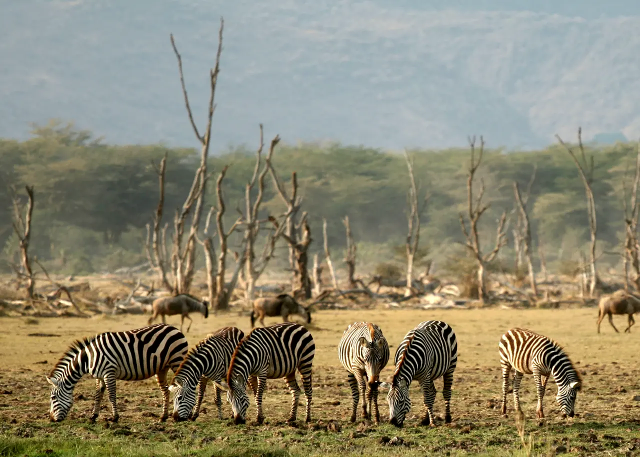 Lake Manyara Safari