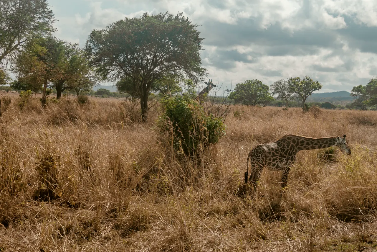 Mikumi Safari from Dar es Salaam