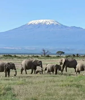 Elephants beneath Kilimanjaro