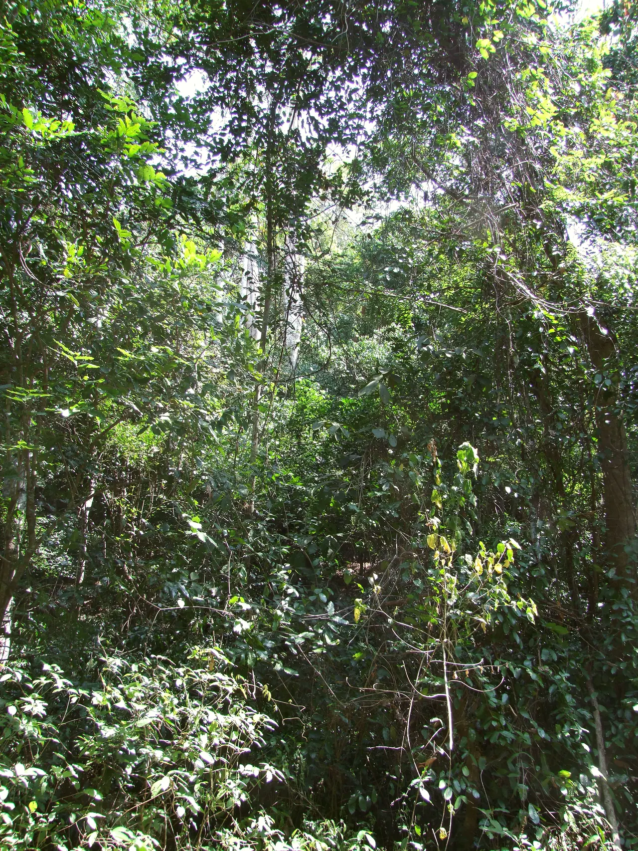 Vikindu Nature Forest
